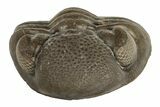 Wide, Enrolled Eldredgeops Trilobite Fossil - Ohio #188897-1